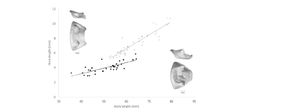 Scatter plot of pronotal horn length against body length in two giant hissing cockroach species, with CT scans of the horns inset