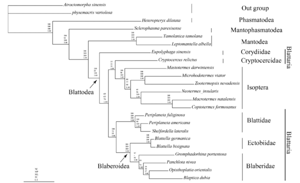 Phylogenetic tree of cockroaches and relatives, with Gromphadorhina portentosa placed inside the Blaberidae family
