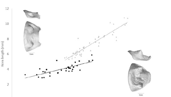 Scatter plot showing pronotal horn length increasing with body length in two giant hissing cockroach species, with CT scans of the horns inset