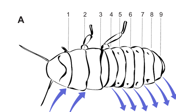 Line diagram of a hissing cockroach with its nine spiracle pairs numbered 1 to 9 along the body