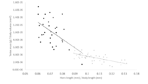 Scatter plot showing relative testes mass falling as relative horn length rises in two giant hissing cockroach species