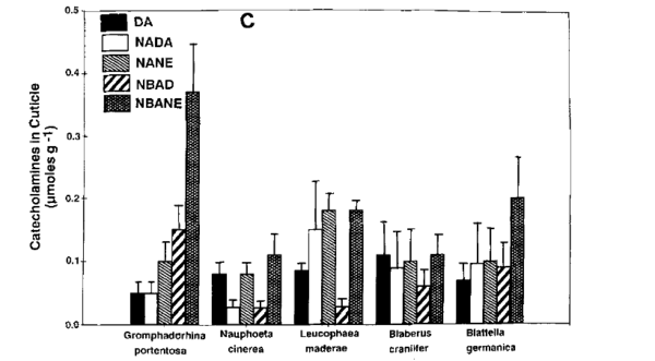 Bar chart of catecholamine amounts in the cuticle of five cockroach species one day after molting, with the NBANE bar tallest in Gromphadorhina portentosa