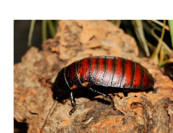 A giant hissing cockroach, Gromphadorhina oblongonota, resting on bark in its enclosure