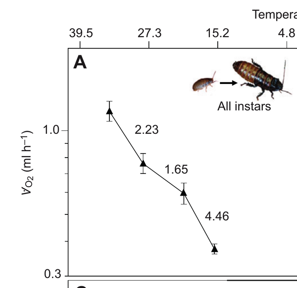 Plot of oxygen consumption versus temperature in hissing cockroaches, falling steadily from warm to cold