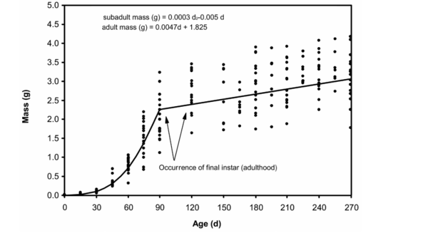 Scatter plot of cockroach body mass rising with age, reaching adulthood near 90 days